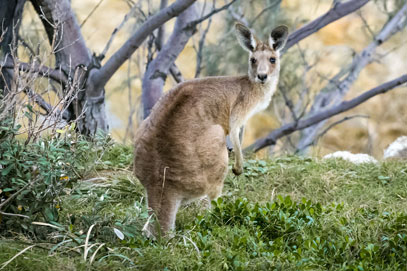 Kängurus sollen auf den Speiseplan