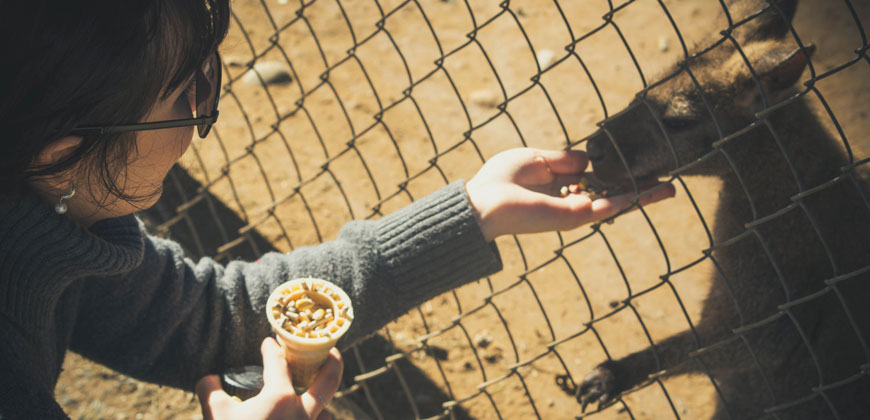 Kängurus sollen auf den Speiseplan