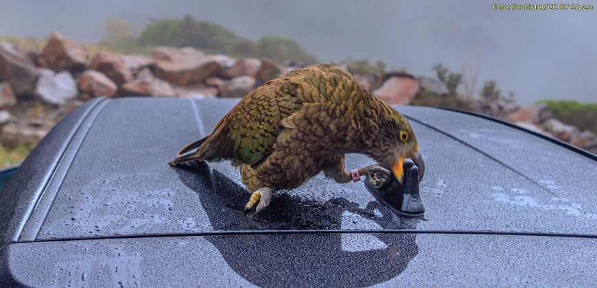Foubister Kea
