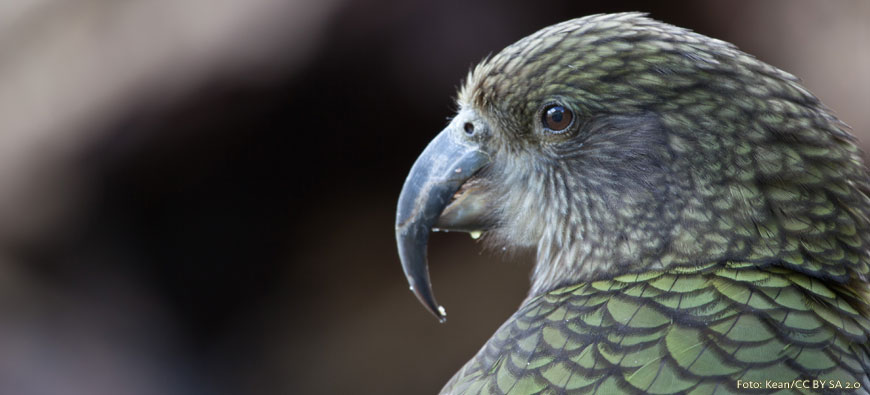 Kea - der unbeliebteste Vogel Neuseelands