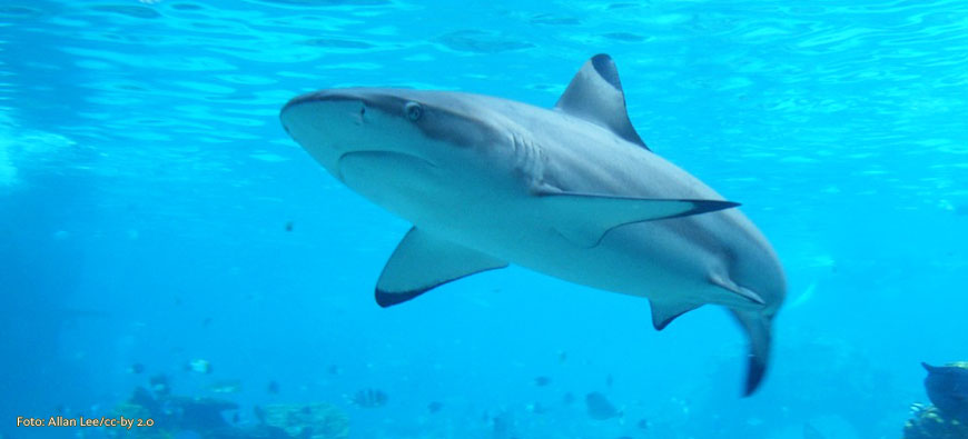 Australien: Leitern tödlicher als Haie