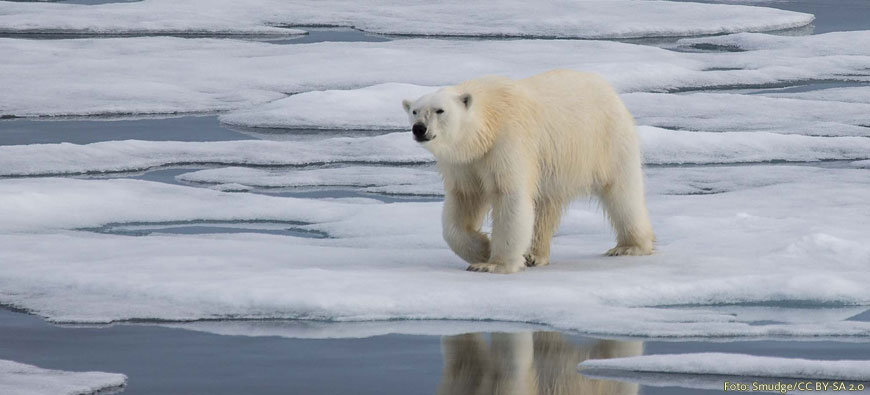 Eisbären – Wanderer in Grönlands Städten?