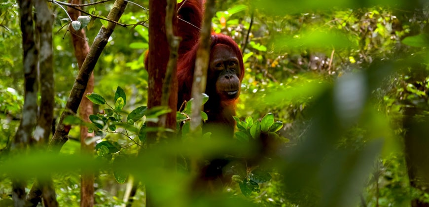 Indonesien – Per Schiff ins Reich der Dajak